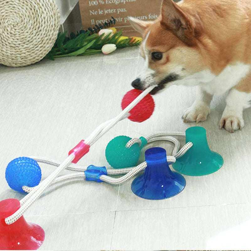 PRODUIT JOUETS A MACHER SPECIALE MOLAIRES POUR CHIEN