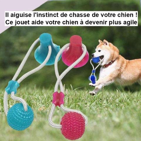 PRODUIT JOUETS A MACHER SPECIALE MOLAIRES POUR CHIEN