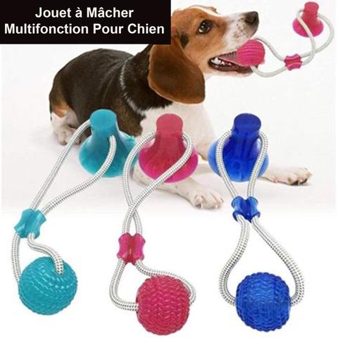 PRODUIT JOUETS A MACHER SPECIALE MOLAIRES POUR CHIEN