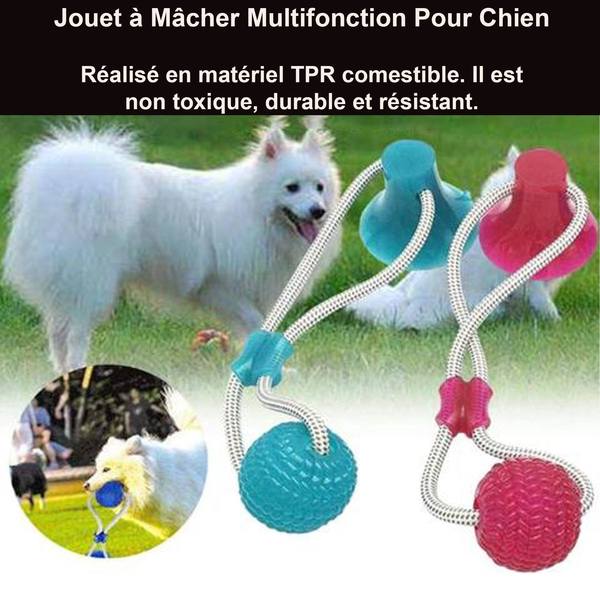 PRODUIT JOUETS A MACHER SPECIALE MOLAIRES POUR CHIEN