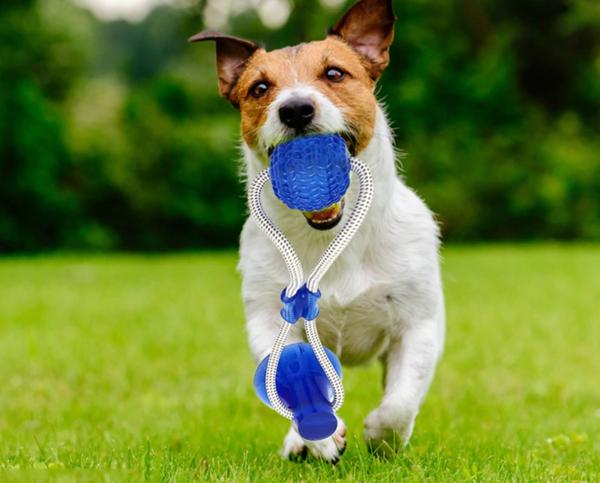 PRODUIT JOUETS A MACHER SPECIALE MOLAIRES POUR CHIEN