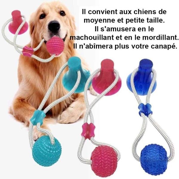 PRODUIT JOUETS A MACHER SPECIALE MOLAIRES POUR CHIEN